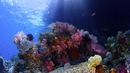 Film clip: Clip 3: The importance of the coral ecosystem