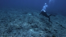 Film clip: Clip 5: Impact of the coral ecosystem